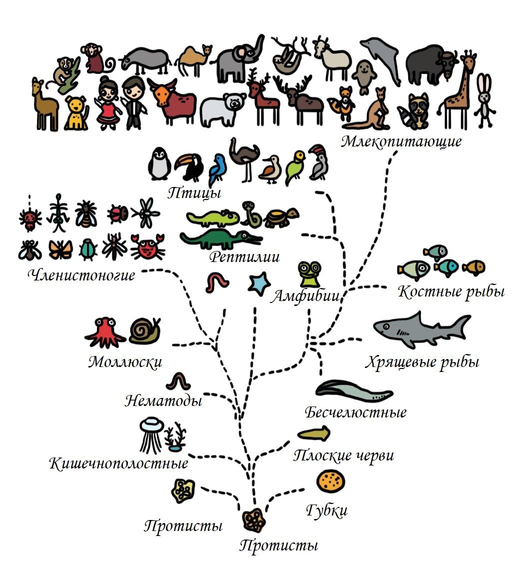 Вся суть эволюции в одной картинке.