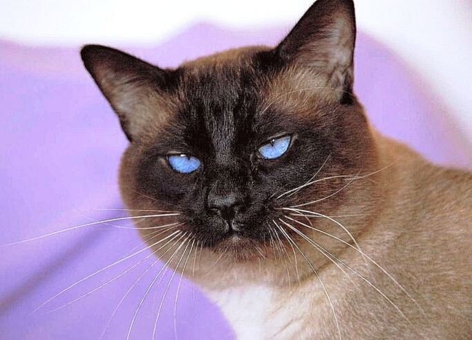Скрещивание сиамов с представителями иных пород дало самые разные результаты. Фото zeleniymir.org