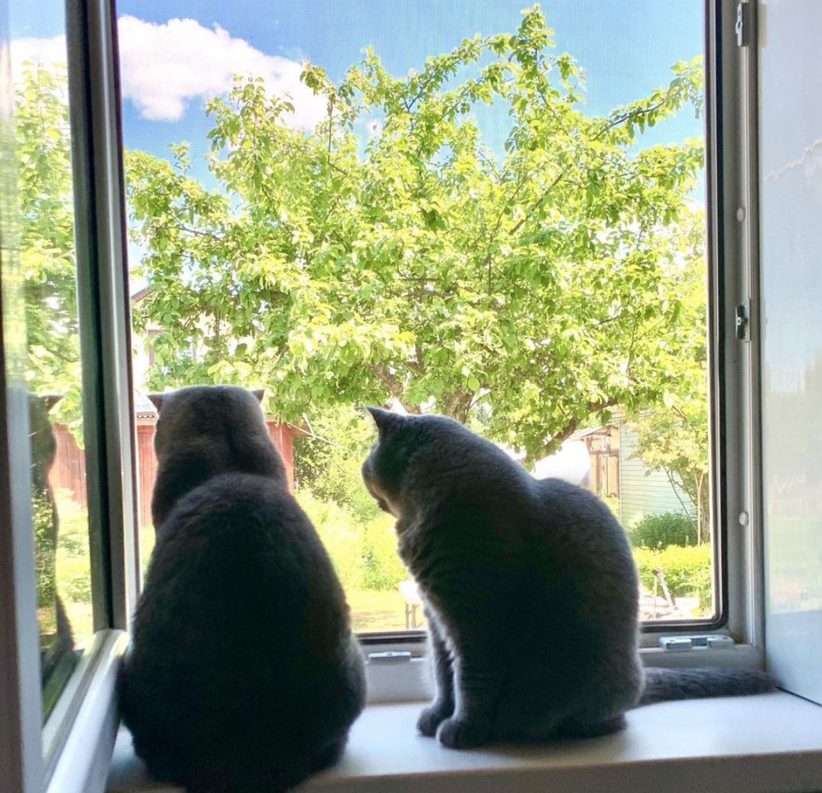 Хлеба и зрелищ