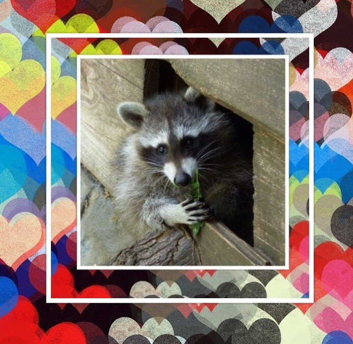 4Енотик Фото из открытых источников, коллаж мой