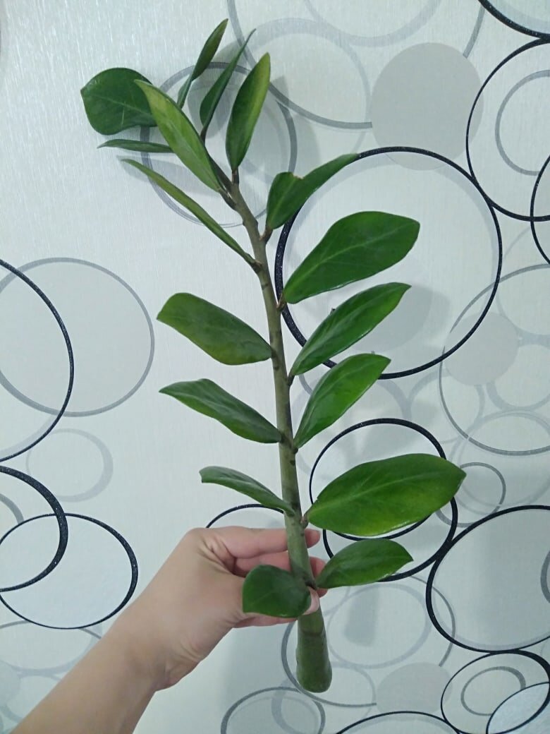 черенок замиокулькаса