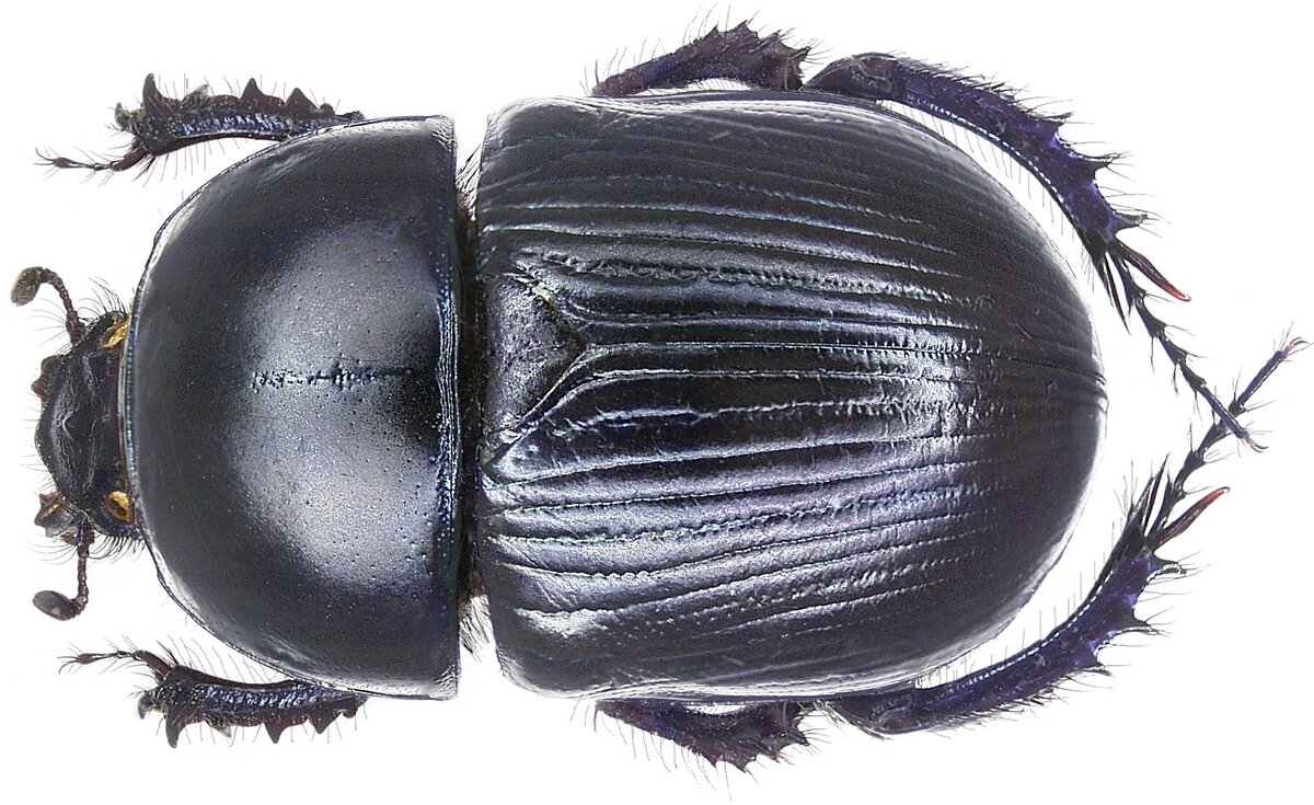 5. Навозник-землерой (Geotrupidae)