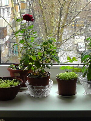 Правила ухода за комнатными растениями 	Успех в выращивании цветов в домашних условиях не требуется ни тяжелой работы, ни высокого мастерства.-2