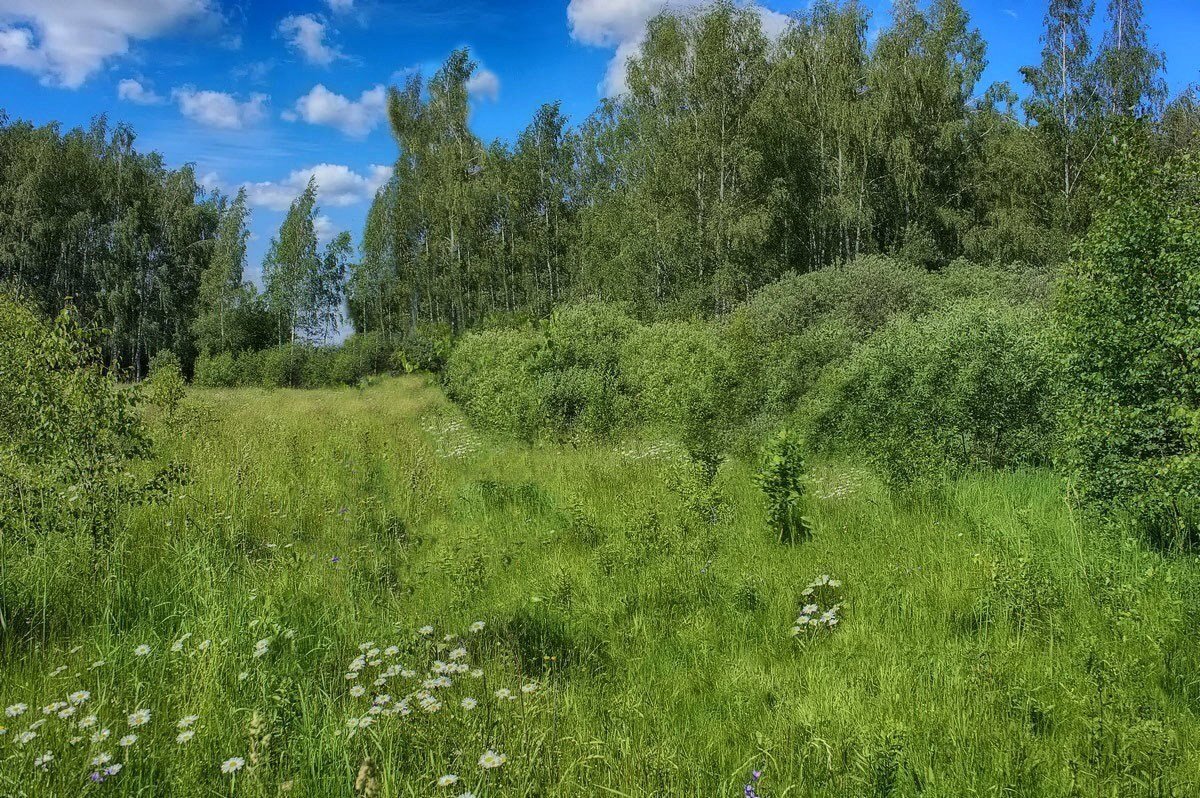 зарастающая поляна. лес поляна опушка. поляна в лесу. шишкин папоротники в лесу. зарастающая поляна.