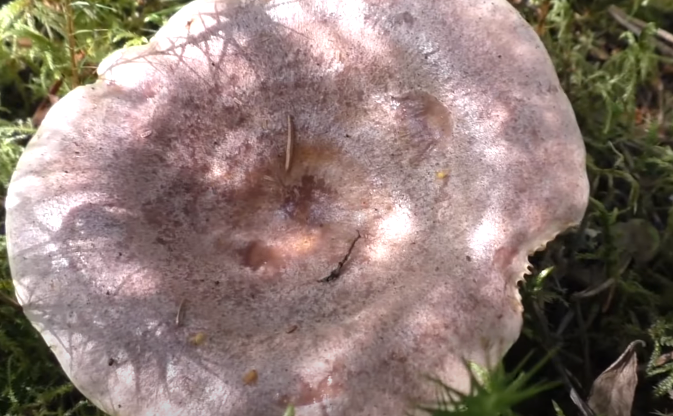 Фото Lactarius turpis на фотохостинге Fotoload