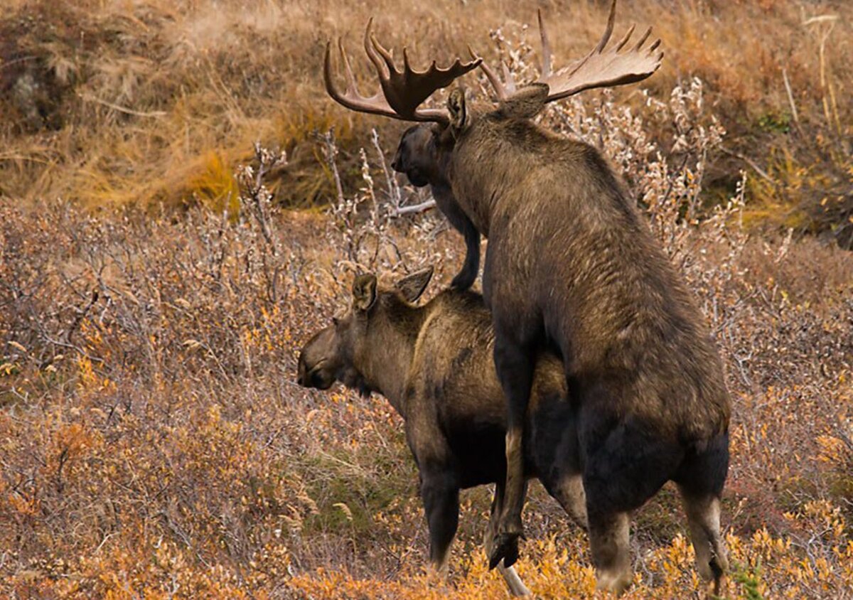 аляскинский лось. грациозный лось. стадо лосей. период лосей. период лосей.