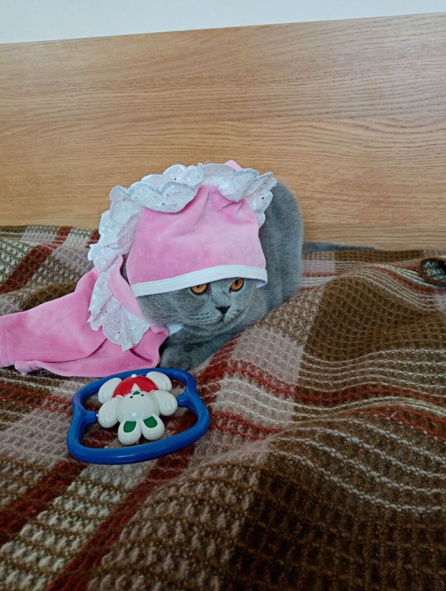 Это мой домашний антистресс - кошка Герка))