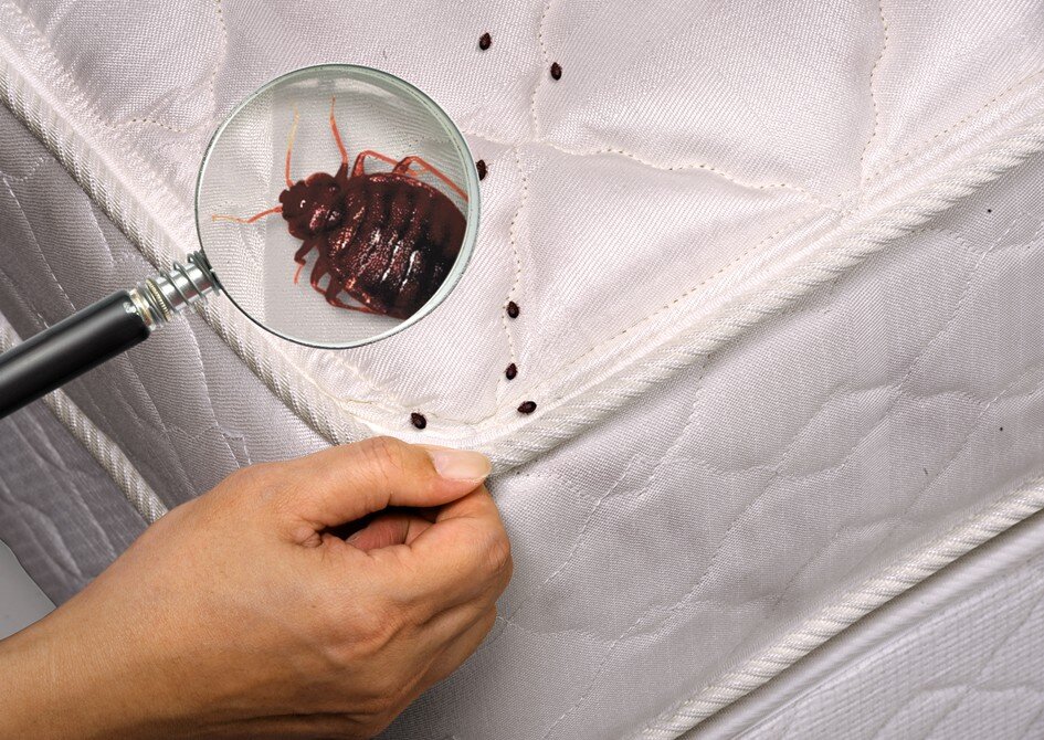 Клопы домашние фото