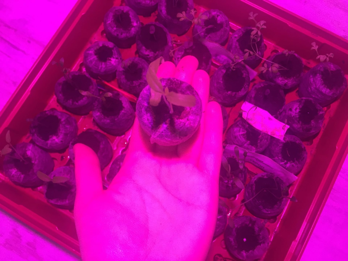 Помидорчик