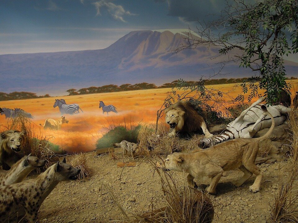 Мир животных очень разнообразен. Львы в саванне. Larsen fh9 Африканская Саванна. Саванна львы пейзаж. Саванна Король Лев Африка.