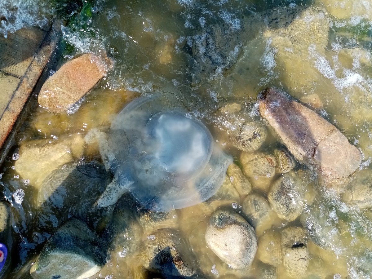 Вот такими медузами  заполнена береговая линия