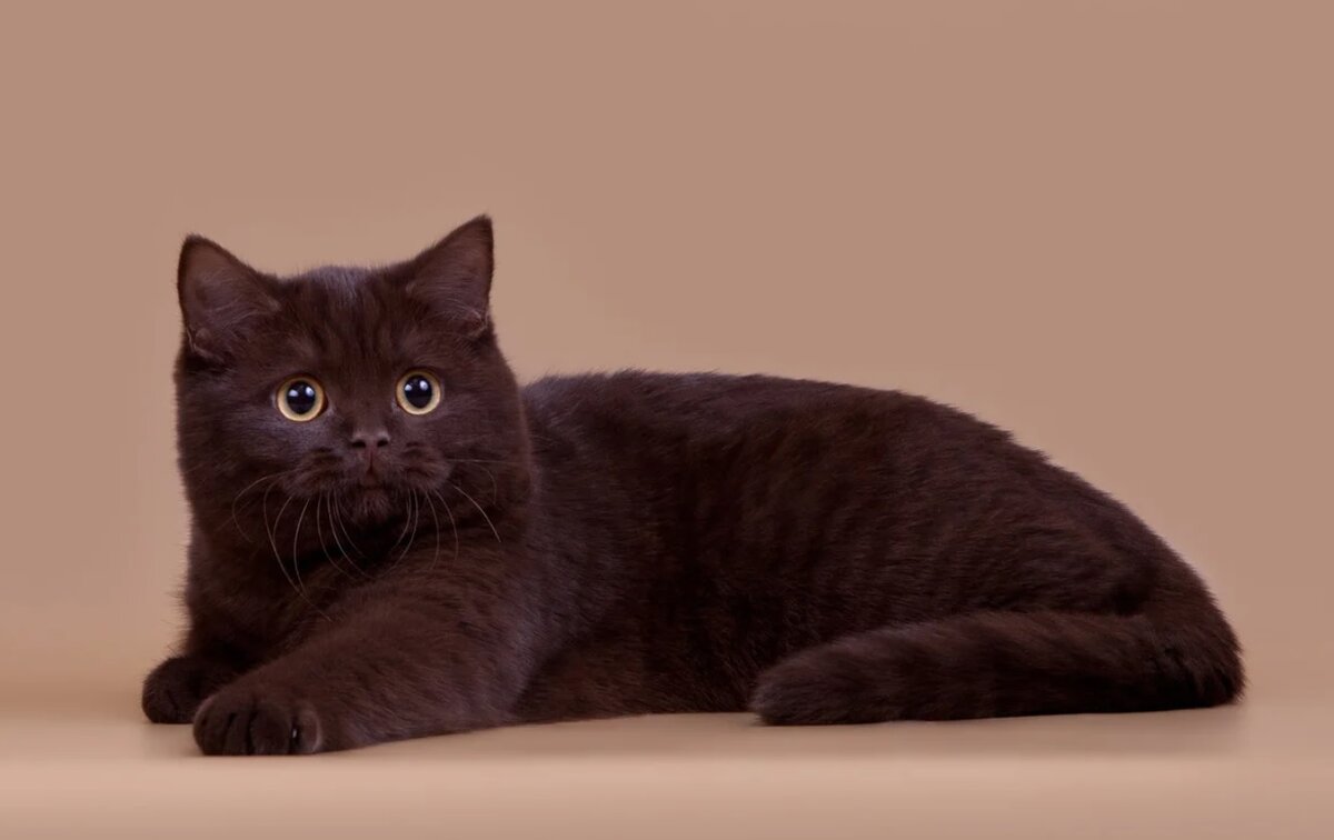 Фото йоркской шоколадной кошки