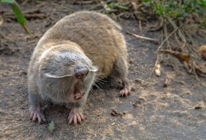 Как по мне, очень милый зверёк