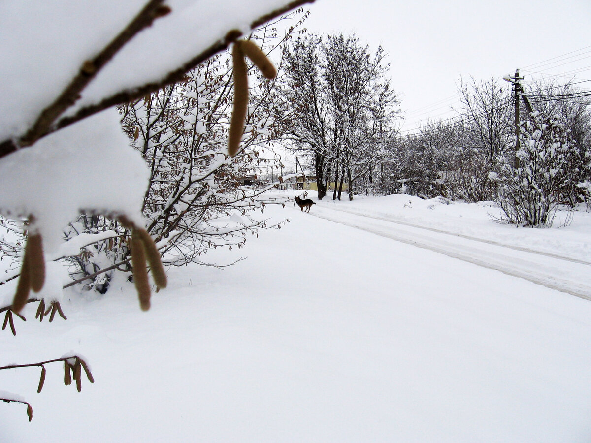 Снегопад в СНТ  "Хуторок 2"  около Краснодара (фото автора)