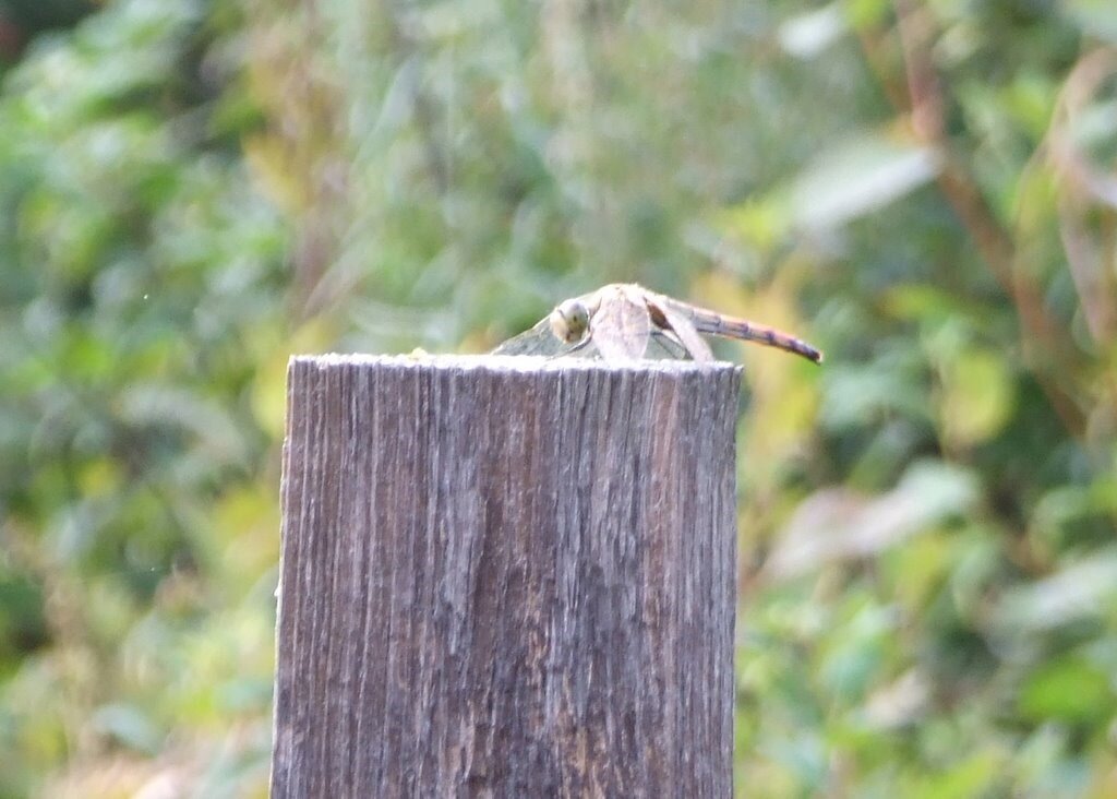 На столбе заборном отдыхает стрекоза