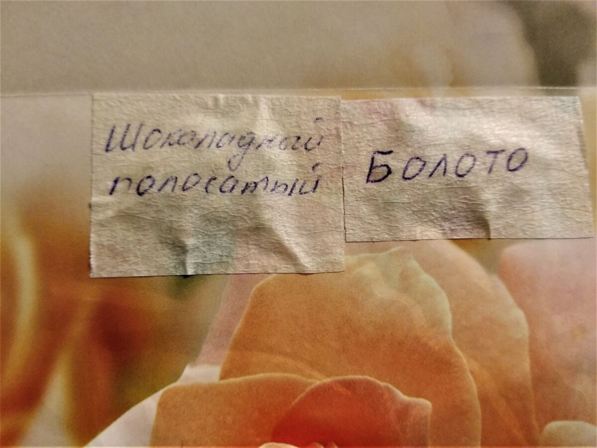 Кусочки скотча с семенами наклеила на открытку. Открытку взяла двойную, с выпуклым рисунком.