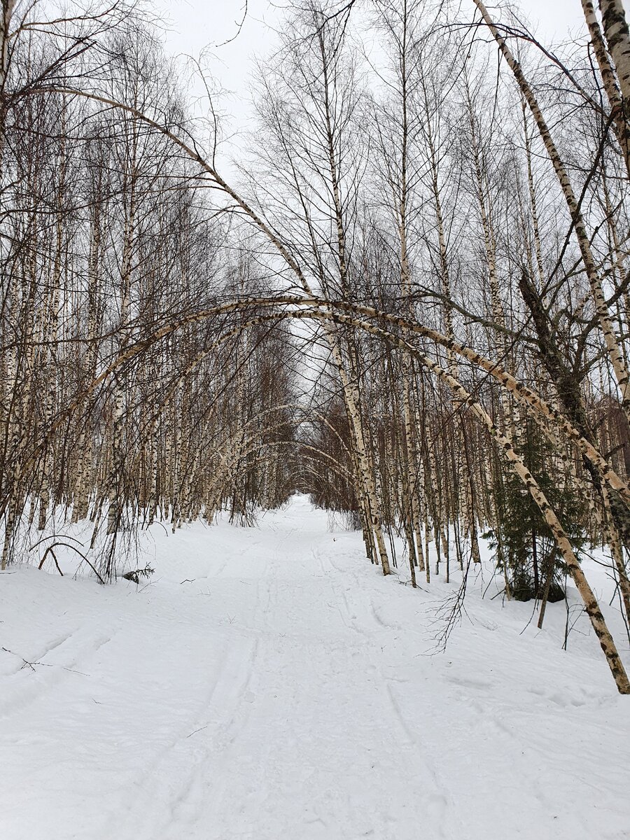 Ворота в лесную сказку 