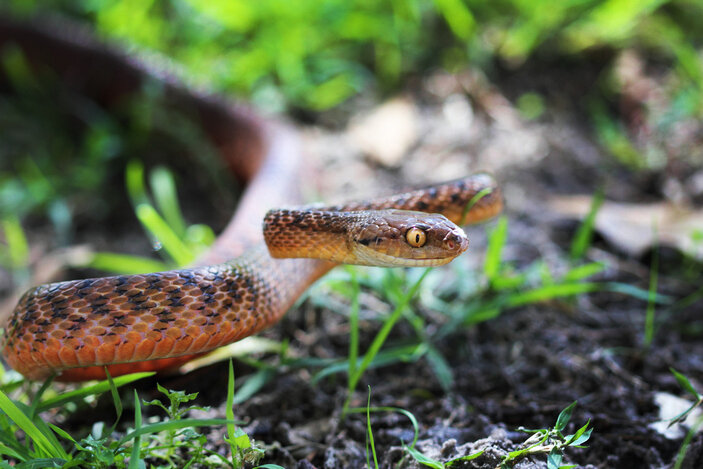 Коричневая бойга