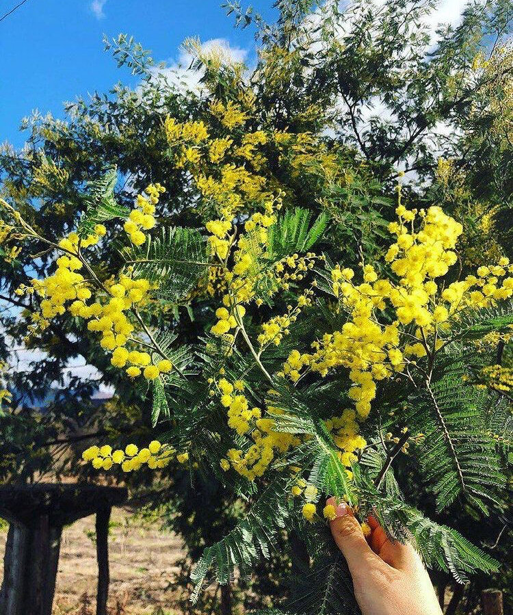 Фото:мимоза sochi_detka