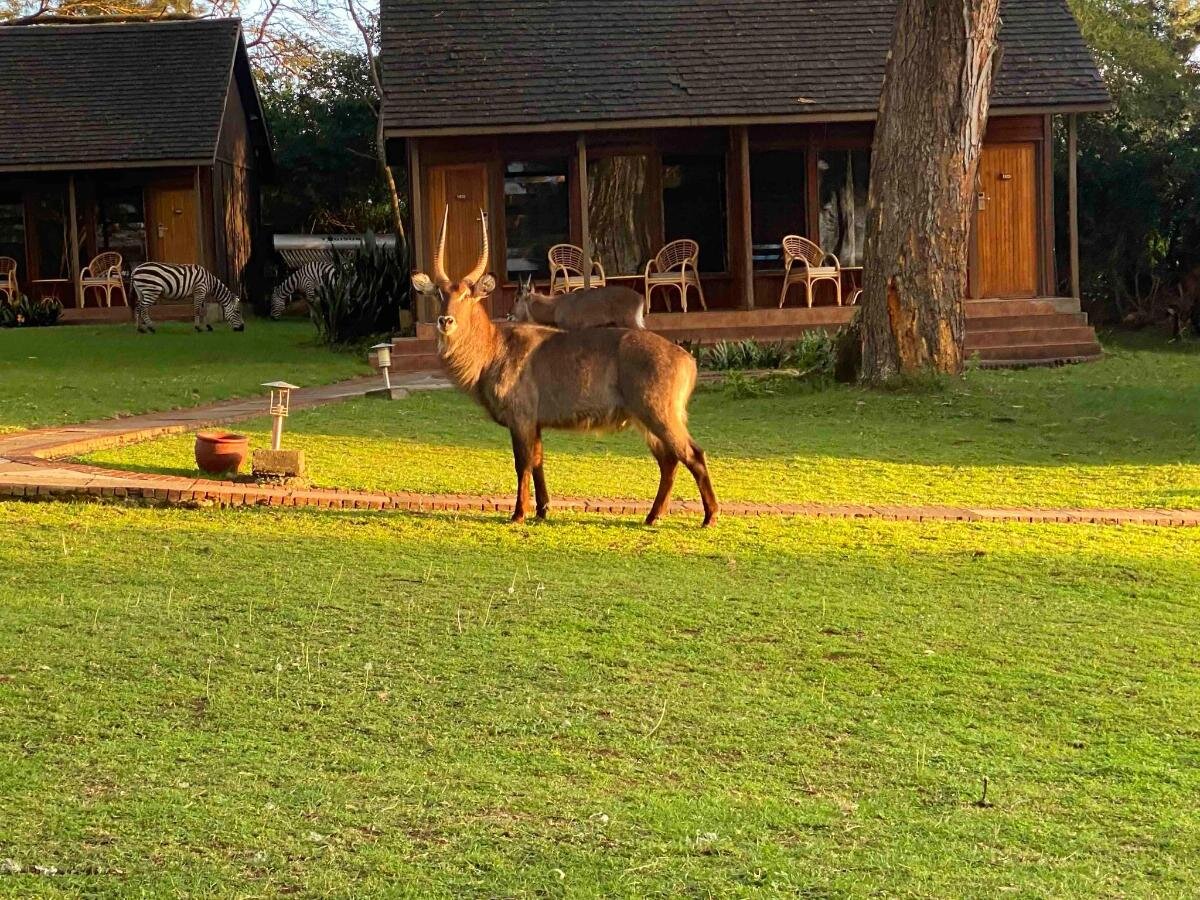 Lake Naivasha Country Club 5*. Олеги и зебры пасутся прямо перед бунгало