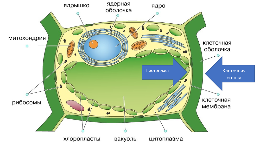 Протопласт давит на клеточную стенку