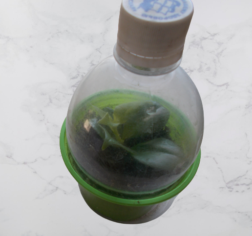 Фото автора.