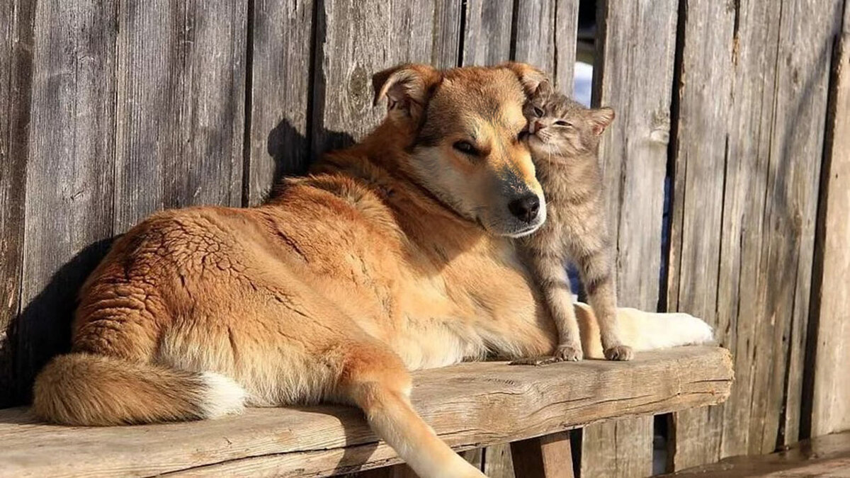 Полёты во сне и наяву | Animals | Дзен