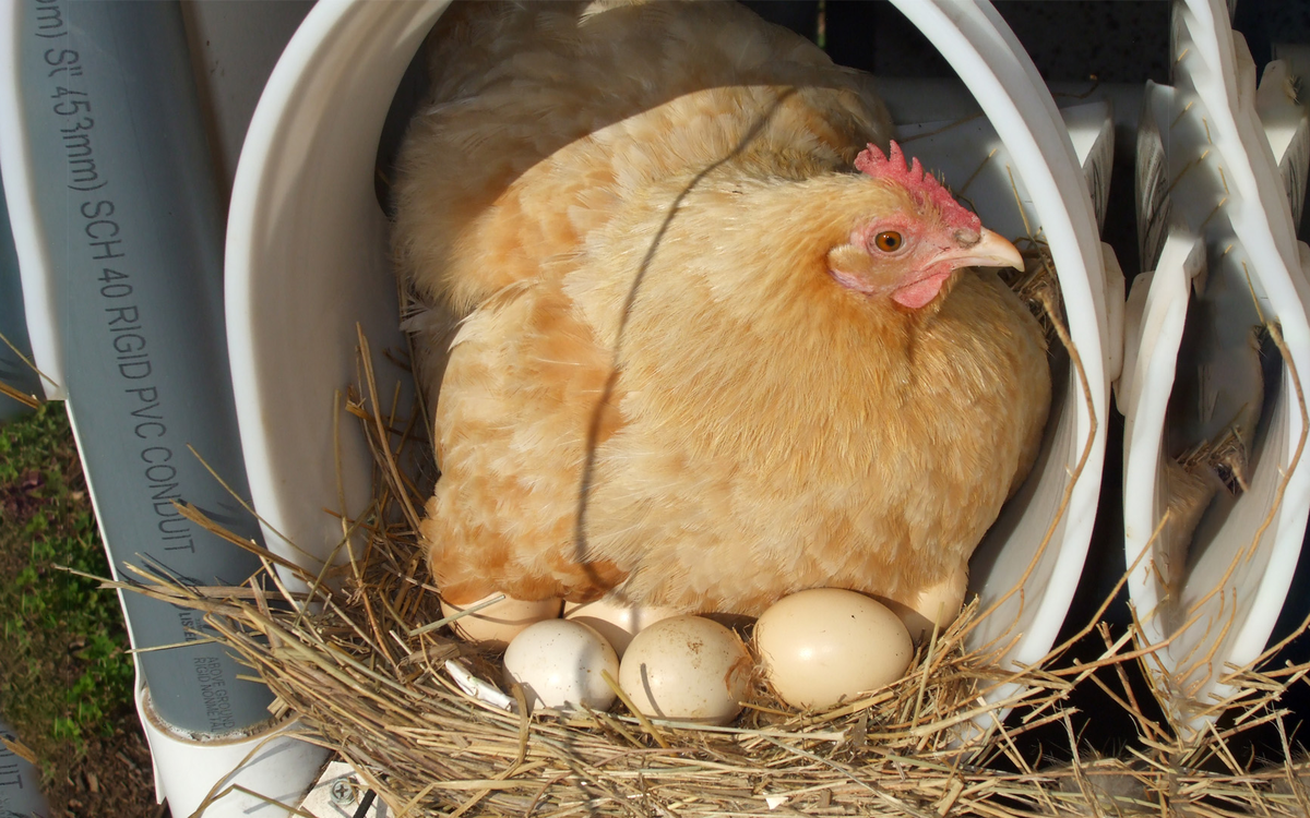 Несушки сколько яиц в день. Курочка высиживает яйца. Курица-наседка. Наседки для кур. Гнездо для наседки.