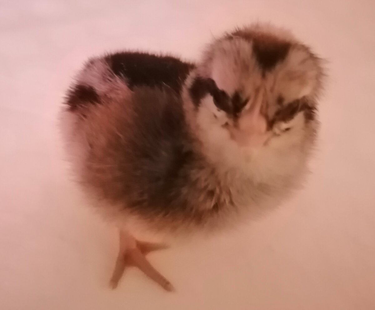 Цыпленок - Барковская барвистая