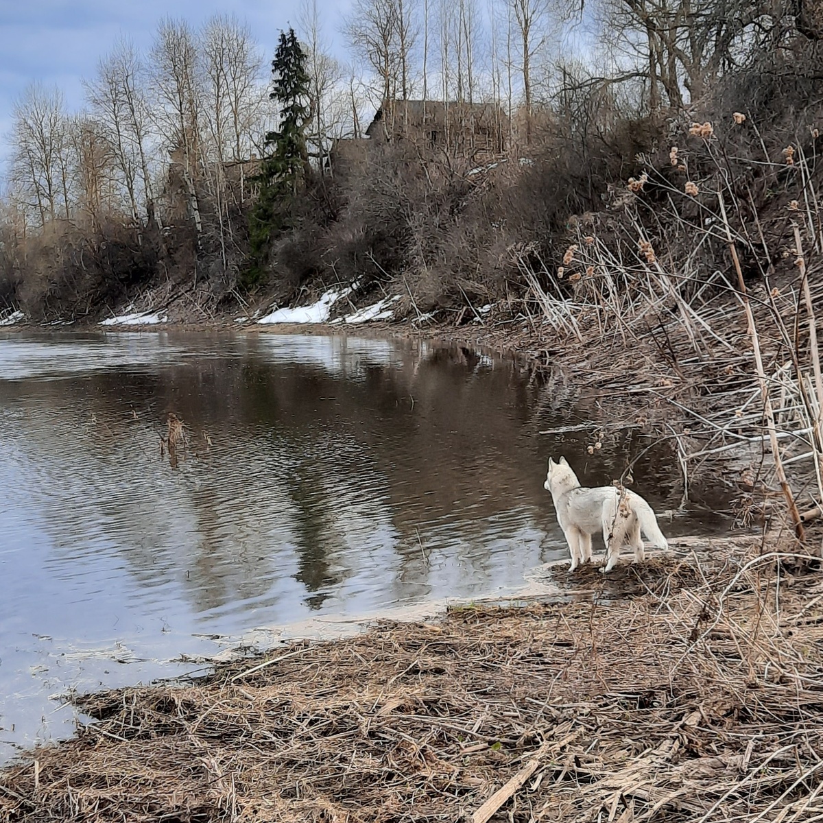 Потомок волков ,сибирский хаски по кличке Царь ,спутник на долгих прогулках