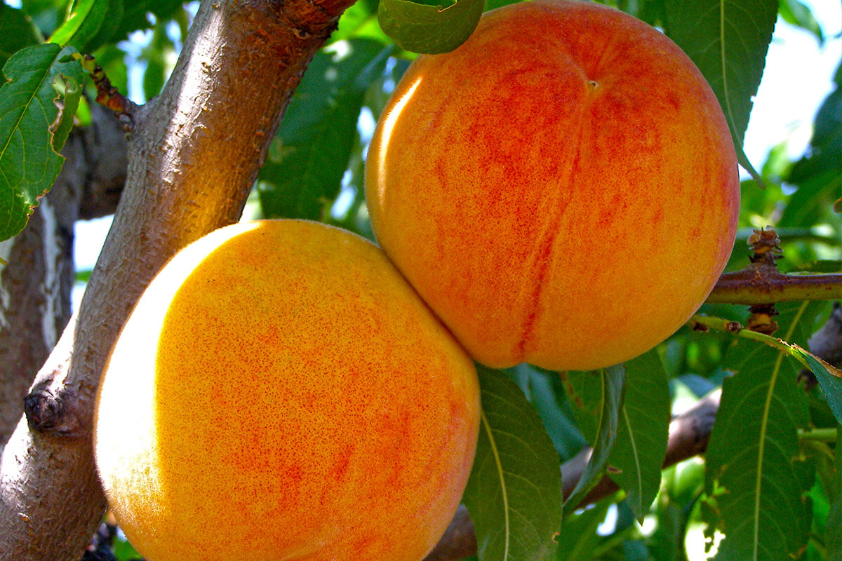 Плоды персика, канал новости интернет