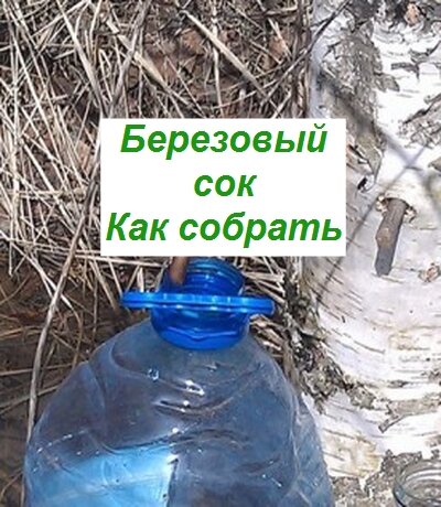 как собирать березовый сок