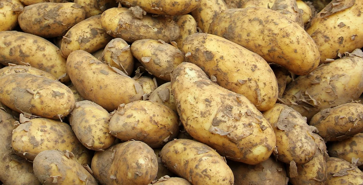 Как правильно хранить картофель: советы, рекомендации...