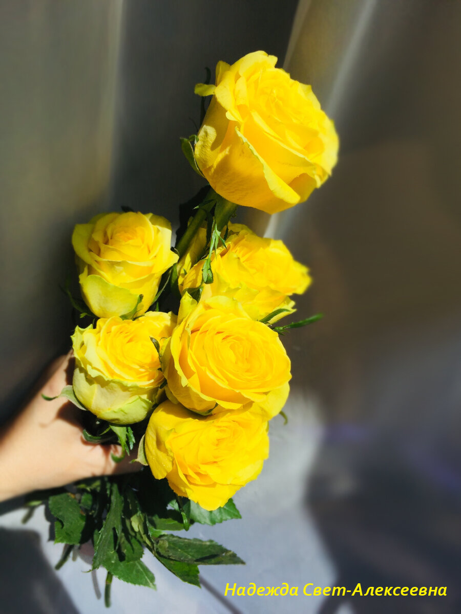 Эти розы принесли мне за составление текста! Символичный желтый цвет прощания