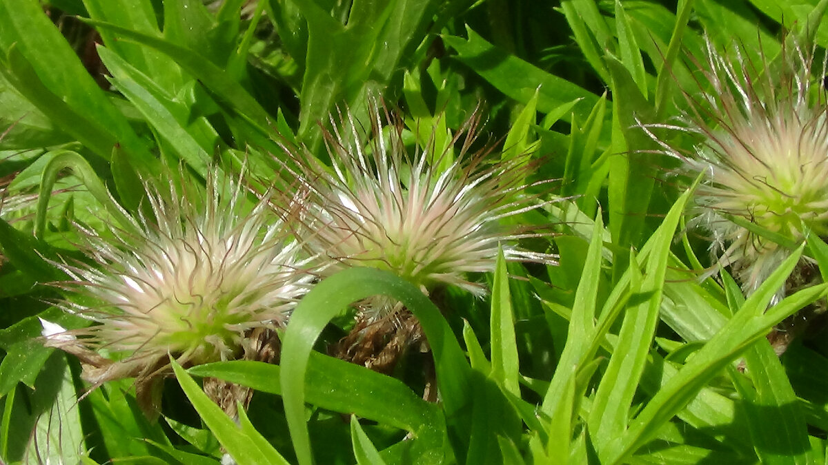 Сон - трава...