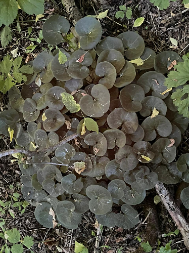 НА САМОМ ДЕЛЕ ОНИ ТЕМНО-ЗЕЛЕНЫЕ. В КУСТАХ ОЧЕНЬ ТЕМНО БЫЛО.