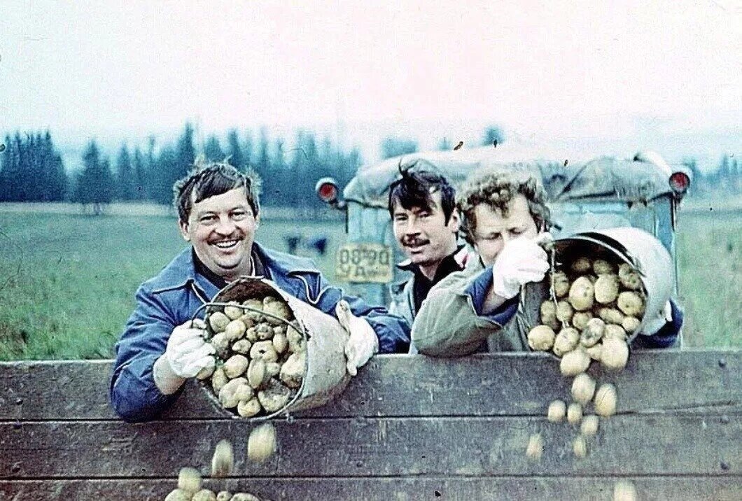 Советская традиция посылать студентов «на картошку» забыта. А вот воспоминания об этих поездках живы.                  -13