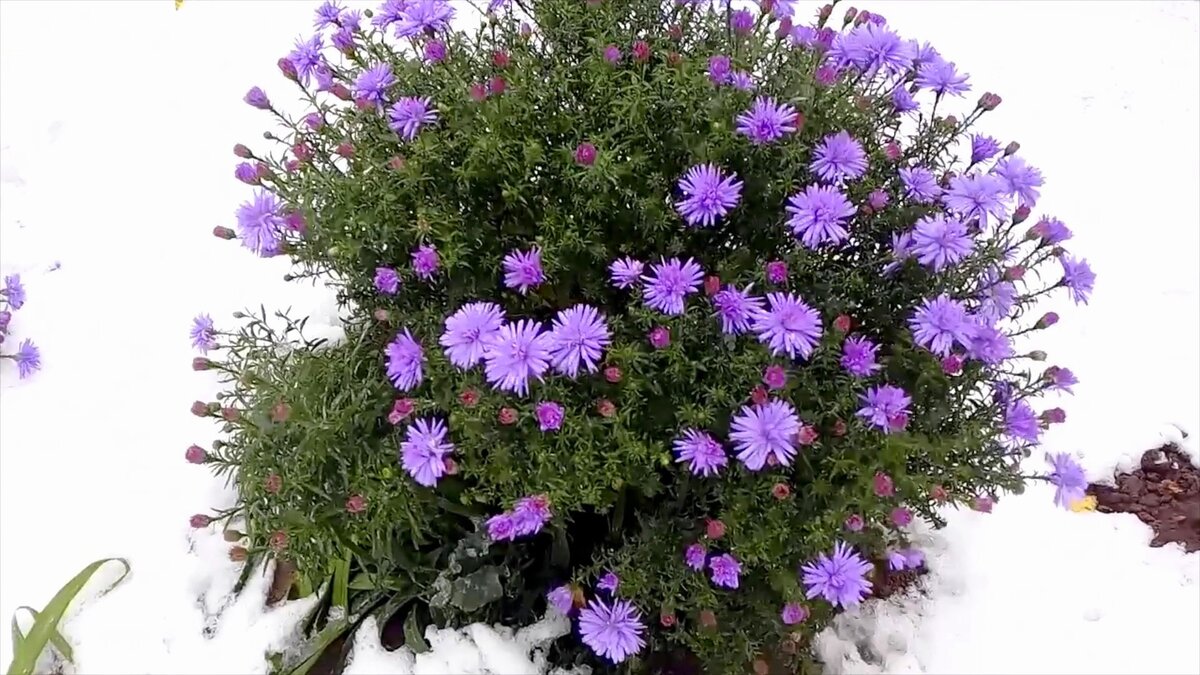 До первого снега не так уж долго ждать, как кажется... ( фото автора)