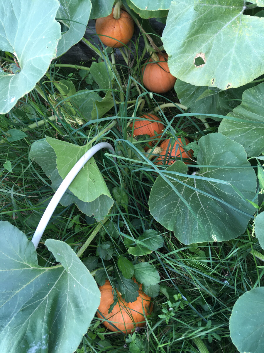 Порционные тыквы сорта «конфетка» росли в компостной грядке, плети расползлись.