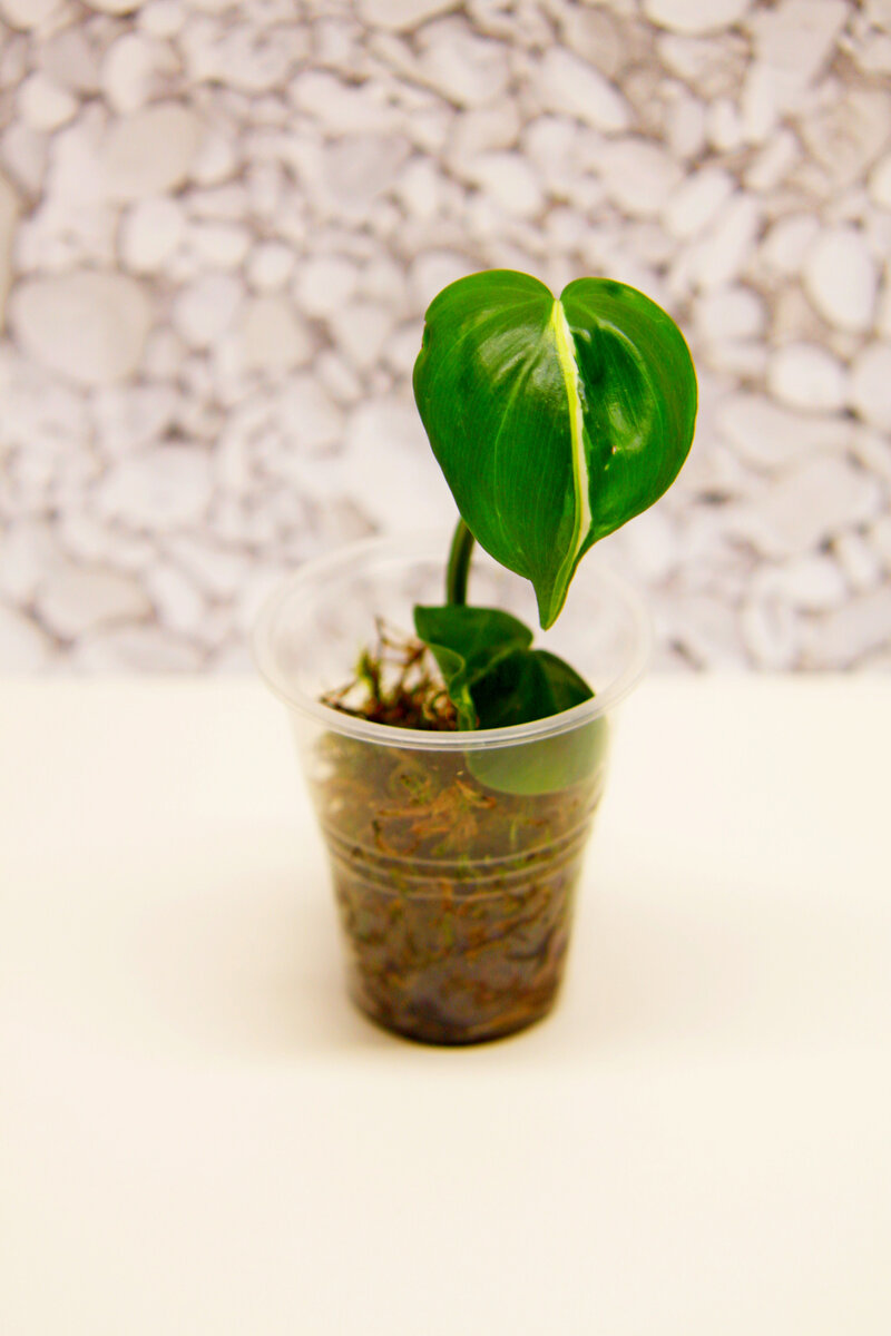 филодендрон Бразил. Фото и коллекция автора masteritayaplants