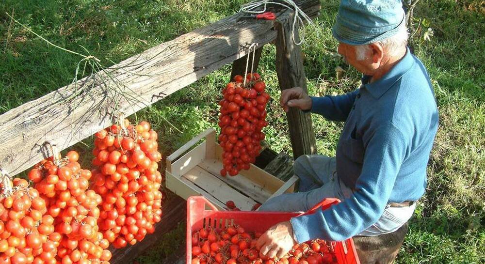 Фантастические томаты из Италии | Деревенькадзен | Дзен