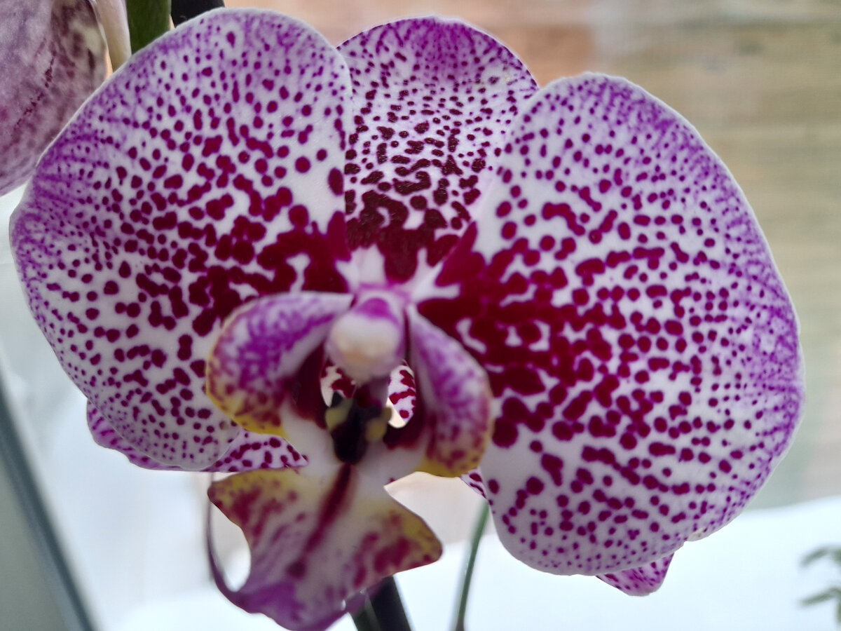 Орхидея зимой