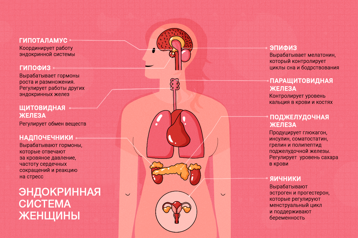 Эндокринная система на примере женского организма 