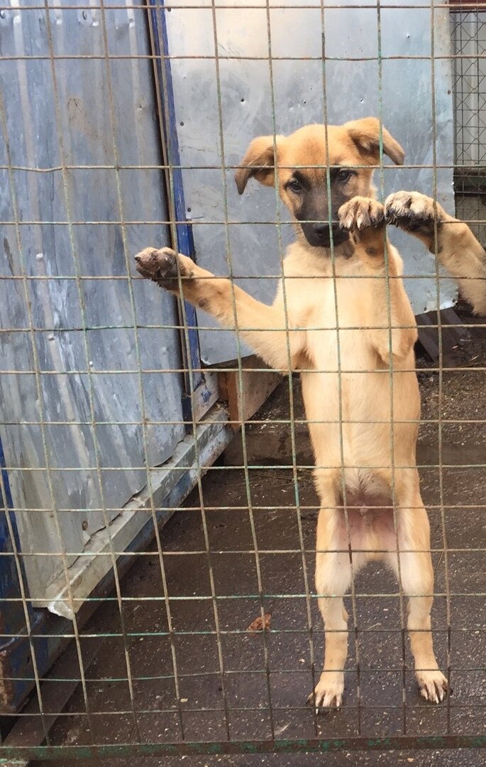 Таким Динго был в приюте...