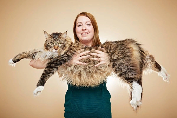 🐱Самая маленькая и самая большая кошка в мире | Нос, хвост, лапы | Дзен