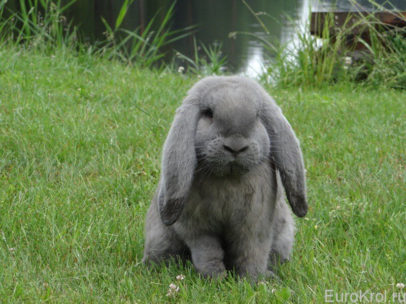 Французский баран кролик. Кролики породы французский баран. Французский баран кролик серый. Кроль французский баран.