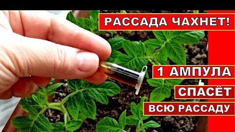 ПОСЛЕ ЭТОЙ ПОДКОРМКИ ЛИСТЬЯ У РАССАДЫ ЗА 2 ДНЯ СТАЛИ ИЗУМРУДНО ЗЕЛЕНЫЕ! УДОБРЕНИЕ РАССАДЫ ТОМАТОВ.