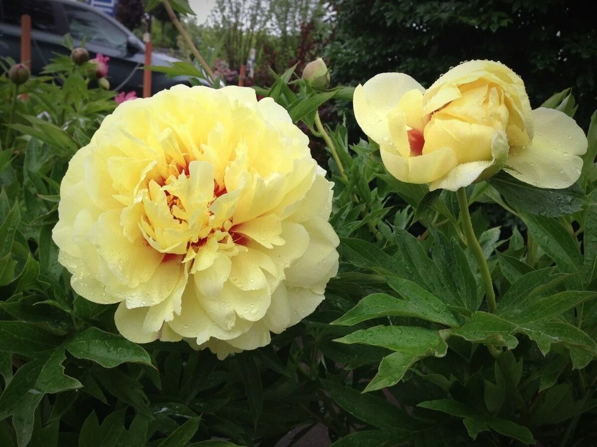 Очень крупные соцветия сорта Hybrids Bartzella