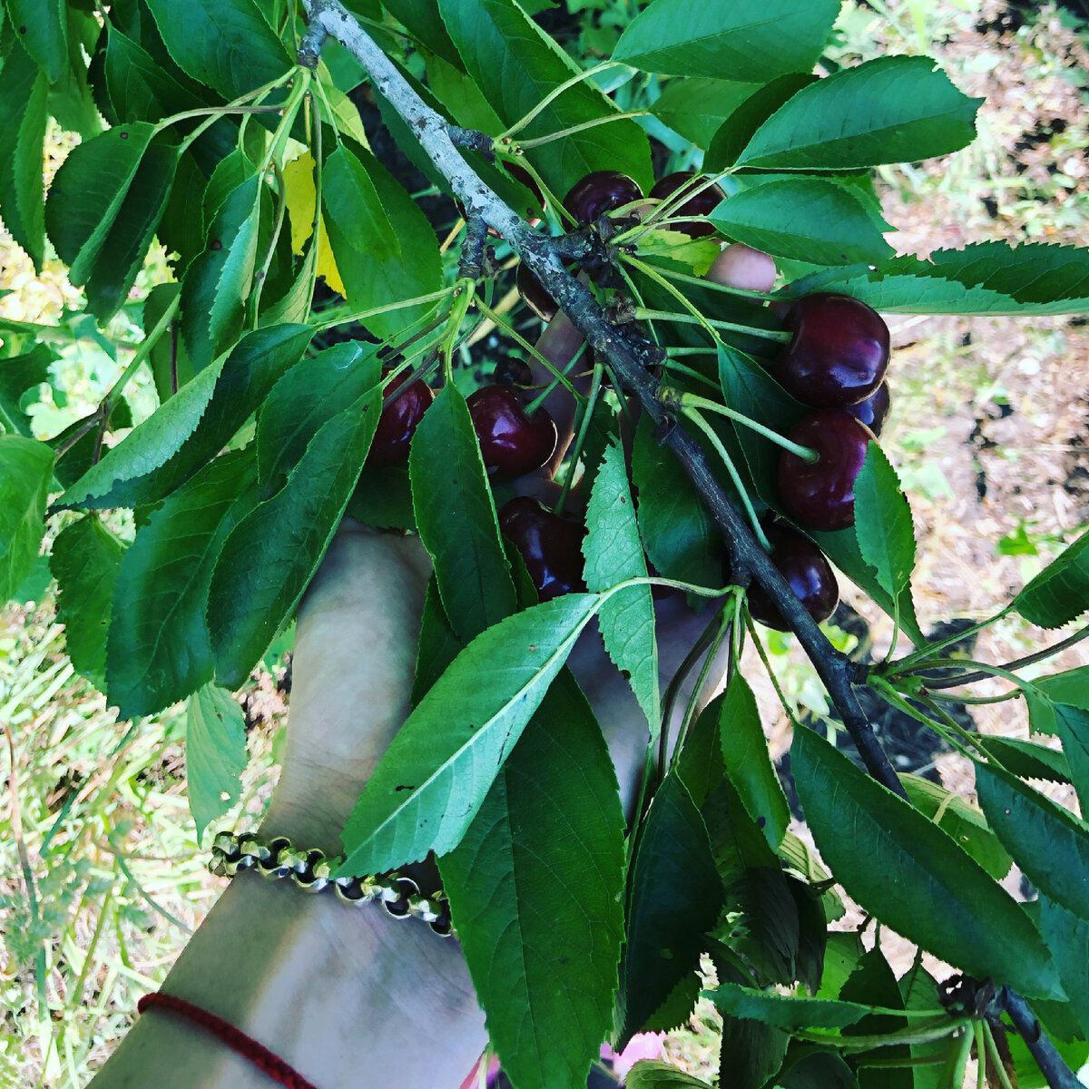 Собираем самые спелые и сочные ягоды черешни и вишни🍒 
