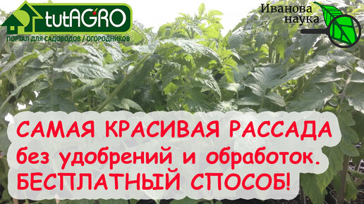 РАССАДА ПЕРЕСТАНЕТ ВЫТЯГИВАТЬСЯ и СТАНЕТ КОРЕНАСТОЙ... БЕЗ УДОБРЕНИЙ, ОБРАБОТОК и ПРЕПАРАТОВ!